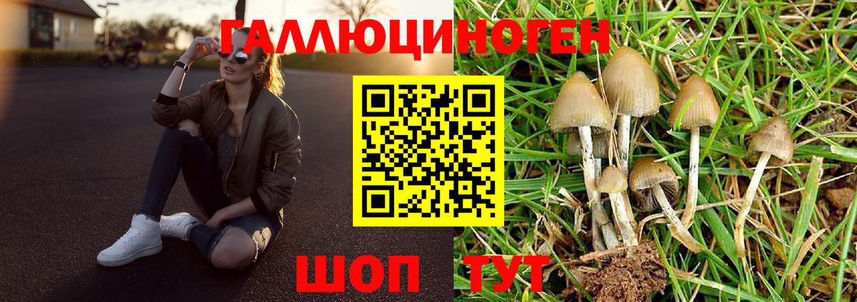 Галлюциногенные грибы Psilocybine cubensis Железноводск